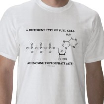 Adenosine Triphosphate (ATP) – The Necessary Fuel – Part 2