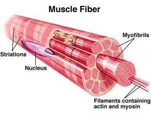 muscle1fiber1